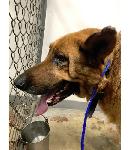 FOUND SENIOR DOG - CHINO / ONTARIO