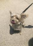 FOUND DOG - CHINO