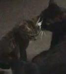 Lost Tabby KITTEN in Preserve!