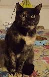 Lost Female black Tortoiseshell Cat