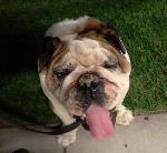 FOUND BULLDOG - ONTARIO