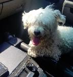 FOUND DOG - ONTARIO