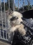 FOUND DOG 7/8/19
