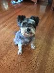 FOUND FEMALE DOG - COVINA, CA