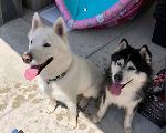 Indie and Loki - Lost Huskies
