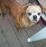 LOST DOG