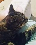Cat Missing