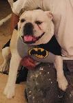 Lost Dog 7/12/19
