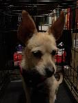 FOUND DOG - ONTARIO