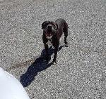 FOUND DOG - UPLAND / ONTARIO