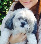 LOST DOG