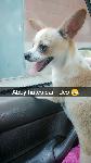 Lost Chihuahua
