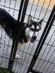 FOUND HUSKY - CHINO?