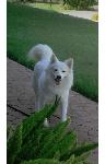 FOUND DOG - CHINO HILLS