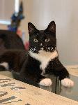 Missing Loving Cat