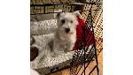 FOUND DOG - WEST COVINA / WALNUT
