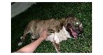 FOUND DOG - CHINO HILLS