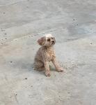 Blonde Female Cavapoo