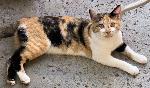 Missing Calico Kitty