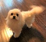Lost Dog