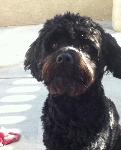 MISSING DOG
