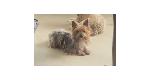 $$$ LOST YORKIE - CHINO $$$