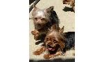 LOST YORKIES - CHINO HILLS