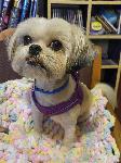 Lost Dog - Pomona