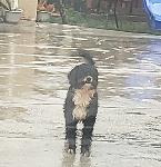 Black maltipoo
