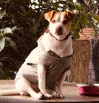 Lost Dog