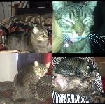 Please help find PARIS!!