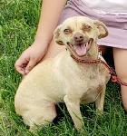 LOST CHIHUAHUA - ONTARIO
