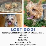 Lost Yorkie "Kibo"