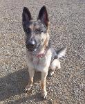 LOST GERMAN SHEPHERD - ONTARIO
