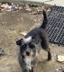 LOST DOG - ONTARIO