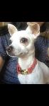 Lost Chihuahua