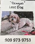 Lost Maltipoo