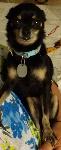 Lost Black/Tan Female Chihuahua