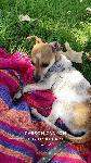 Lost a female chihuahua she's white and brown.