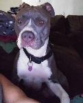 Lost beloved pitbull
