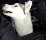Lost husky