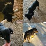 Lost pet