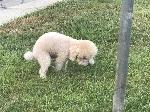 lost dog In Diamond Bar