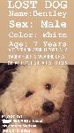 Lost dog