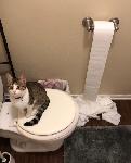 Lost Kitty!