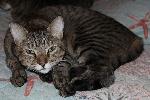 Lost Tabby Cat