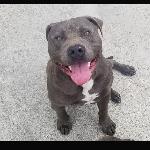Lost dog