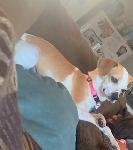 Lost Dog