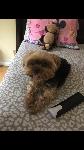 LOST OUR DOG!!