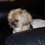 Lost dog